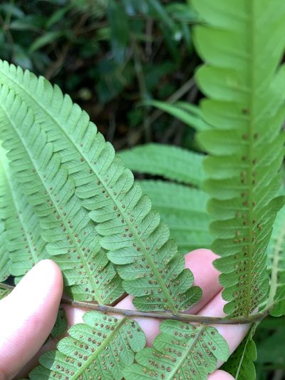 Sphaerostephanos productus, photographed by 呂一起(Lyu yi-chi)
