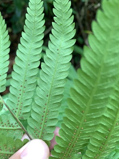 Sphaerostephanos productus, photographed by 呂一起(Lyu yi-chi)