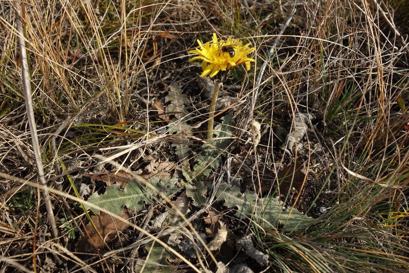 Taraxacum serotinum, photographed by Aleksei Baushev