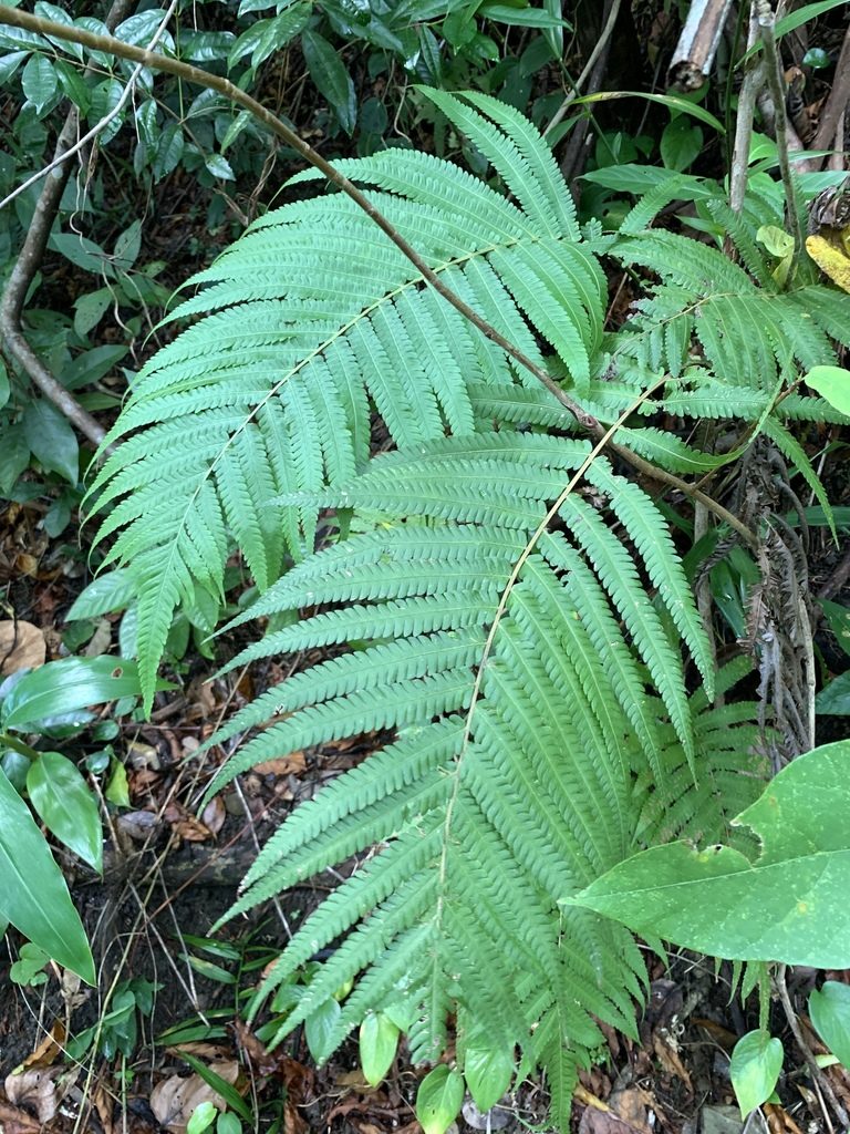 Sphaerostephanos productus, photographed by 呂一起(Lyu yi-chi)