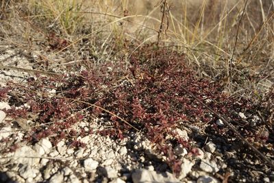 Thymus calcareus, photographed by Aleksei Baushev