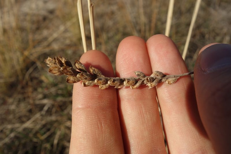 Odontites vulgaris, photographed by Aleksei Baushev