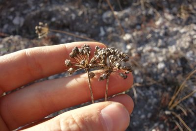 Allium flavescens