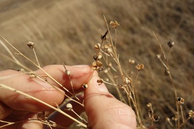 Anthericum ramosum, photographed by Aleksei Baushev