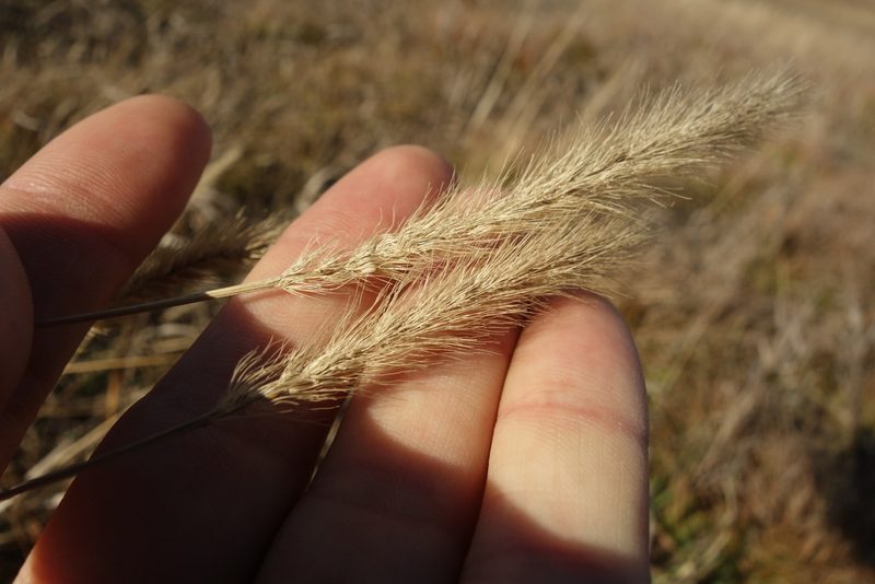 Setaria viridis, photographed by Aleksei Baushev