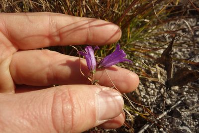 Campanula sibirica, photographed by Aleksei Baushev