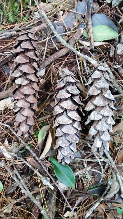 Pinus dalatensis, photographed by Eugene Popov
