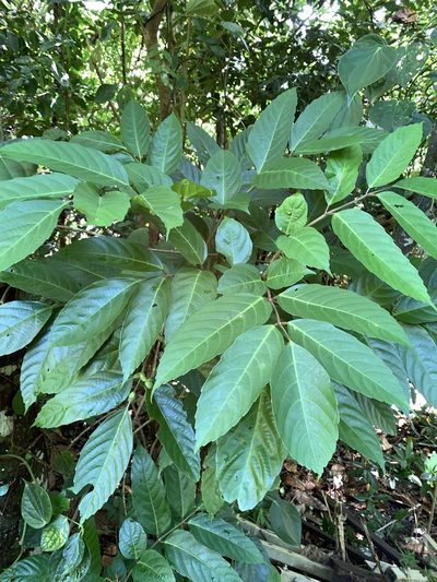 Leea philippinensis, photographed by 呂一起(Lyu yi-chi)