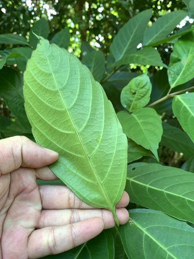 Leea philippinensis, photographed by 呂一起(Lyu yi-chi)