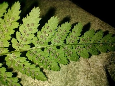 Dryopteris pallida, photographed by fern Wildtruth