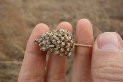 Allium sphaerocephalon