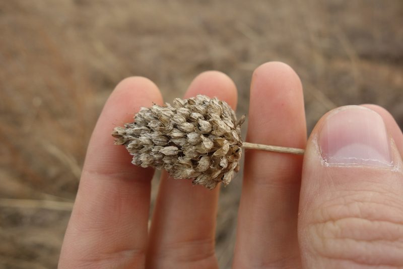 Allium sphaerocephalon, photographed by Aleksei Baushev
