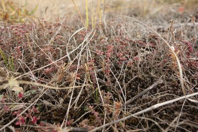 Thymus calcareus, photographed by Aleksei Baushev