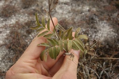 Astragalus albicaulis, photographed by Aleksei Baushev