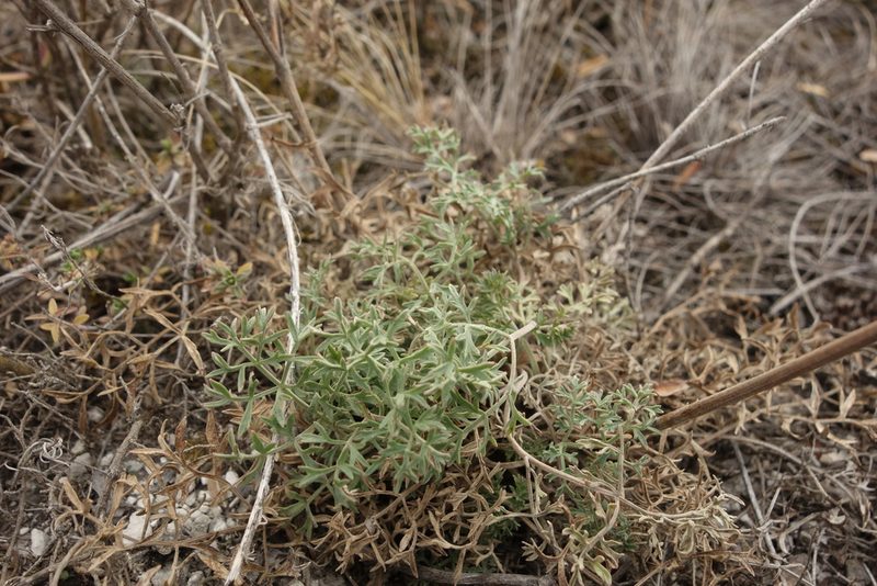 Pimpinella tragium, photographed by Aleksei Baushev
