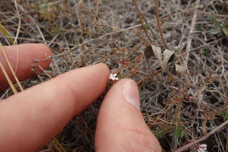 Cynanchica tephrocarpa, photographed by Aleksei Baushev