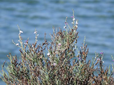 Limoniastrum monopetalum, photographed by Duarte Frade