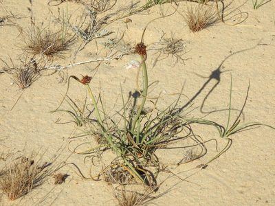 Cyperus capitatus, photographed by Duarte Frade