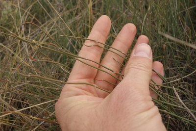 Ephedra distachya, photographed by Aleksei Baushev