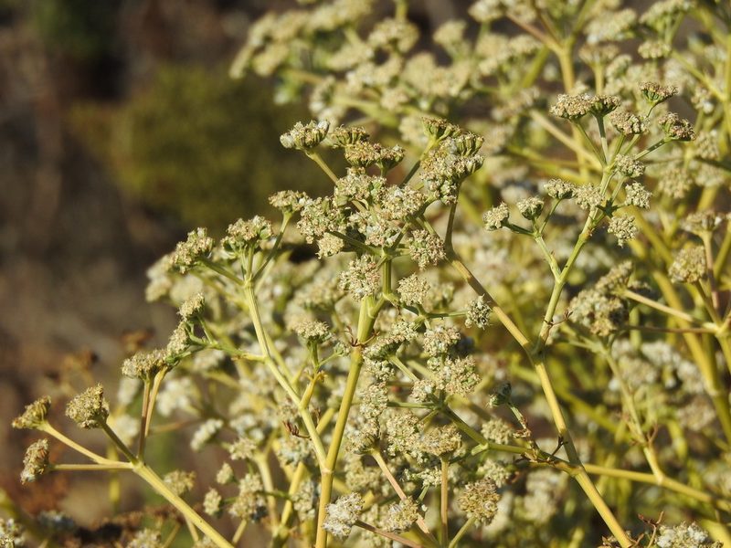 Seseli tortuosum, photographed by Duarte Frade