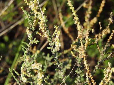 Salsola vermiculata, photographed by Duarte Frade