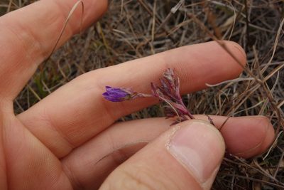 Campanula sibirica, photographed by Aleksei Baushev