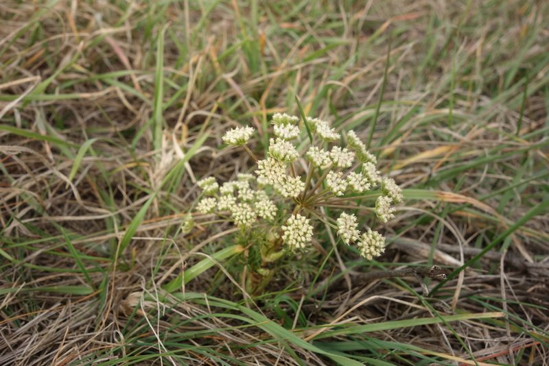 Seseli annuum, photographed by Aleksei Baushev
