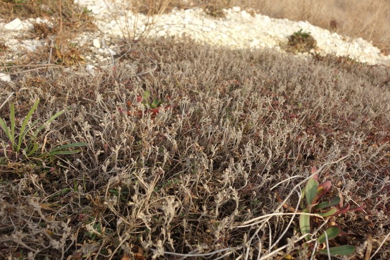 Thymus calcareus, photographed by Aleksei Baushev