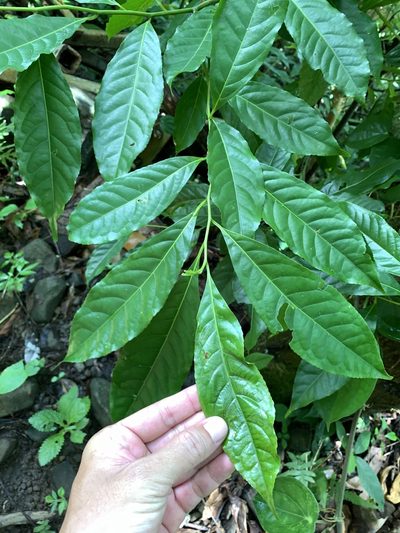 Elaeocarpus angustifolius, photographed by 呂一起(Lyu yi-chi)