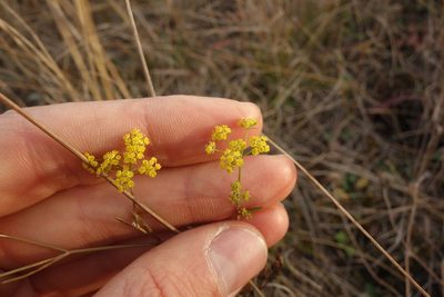 Bupleurum falcatum, photographed by Aleksei Baushev