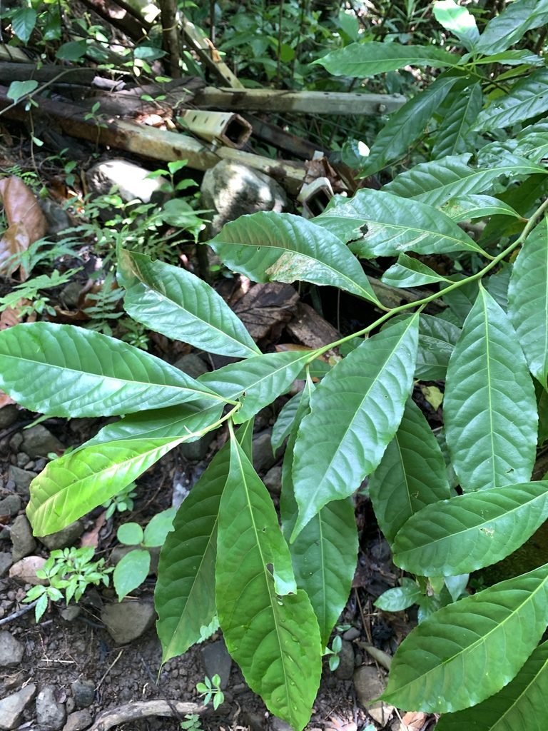 Elaeocarpus angustifolius, photographed by 呂一起(Lyu yi-chi)