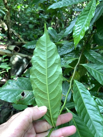 Elaeocarpus angustifolius, photographed by 呂一起(Lyu yi-chi)