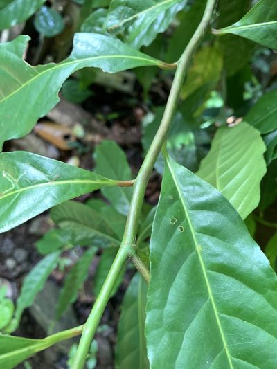 Elaeocarpus angustifolius, photographed by 呂一起(Lyu yi-chi)