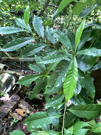 Elaeocarpus angustifolius, photographed by 呂一起(Lyu yi-chi)