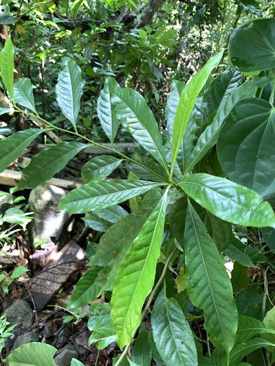 Elaeocarpus angustifolius, photographed by 呂一起(Lyu yi-chi)