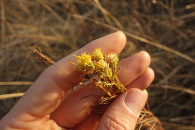 Galatella linosyris, photographed by Aleksei Baushev
