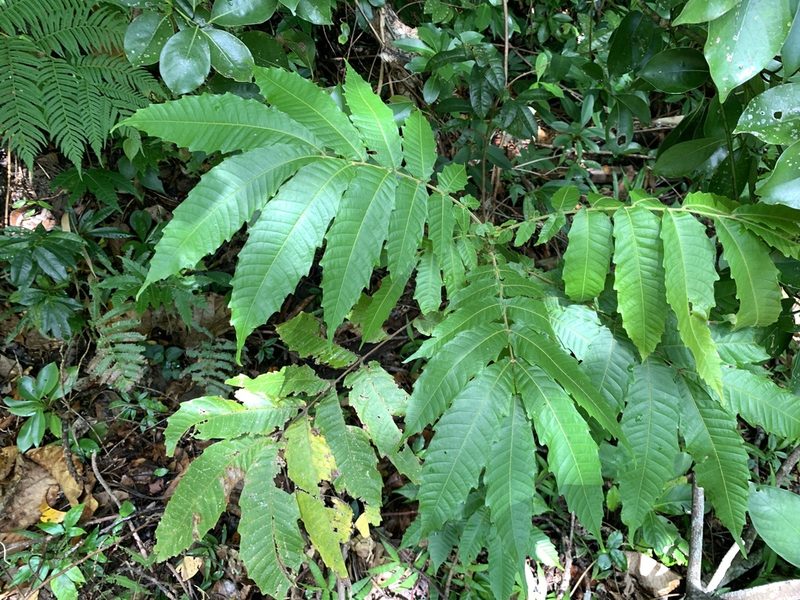 Pometia pinnata, photographed by 呂一起(Lyu yi-chi)