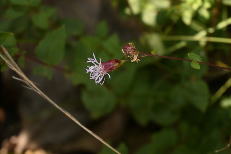 Dyscritogyne dryophila, photographed by Dante S. Figueroa