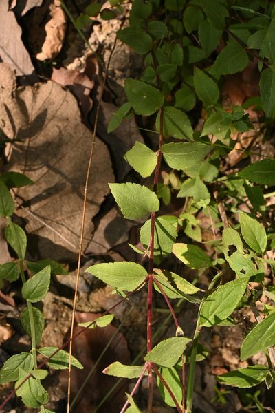 Dyscritogyne dryophila, photographed by Dante S. Figueroa