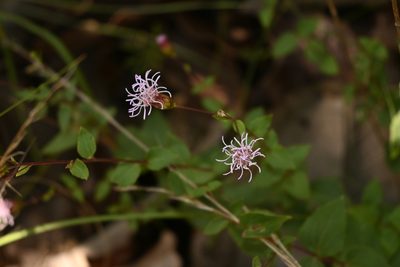 Dyscritogyne dryophila, photographed by Dante S. Figueroa