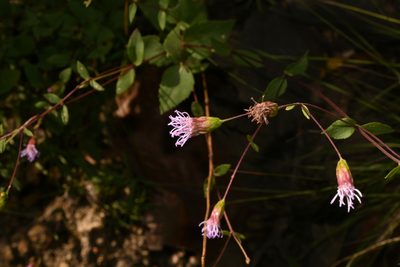 Dyscritogyne dryophila, photographed by Dante S. Figueroa