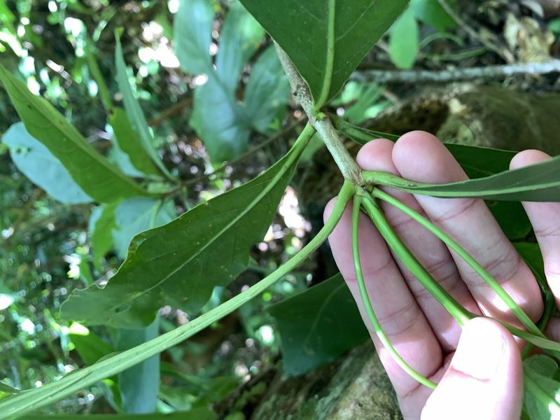 Timonius arboreus, photographed by 呂一起(Lyu yi-chi)
