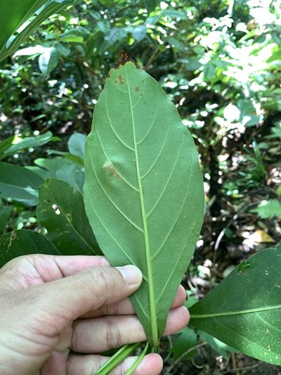 Timonius arboreus, photographed by 呂一起(Lyu yi-chi)