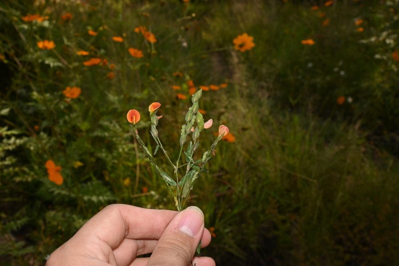 Zornia reticulata, photographed by Dante S. Figueroa