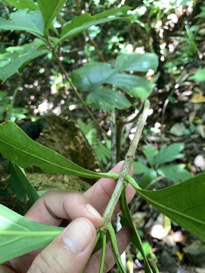Timonius arboreus, photographed by 呂一起(Lyu yi-chi)