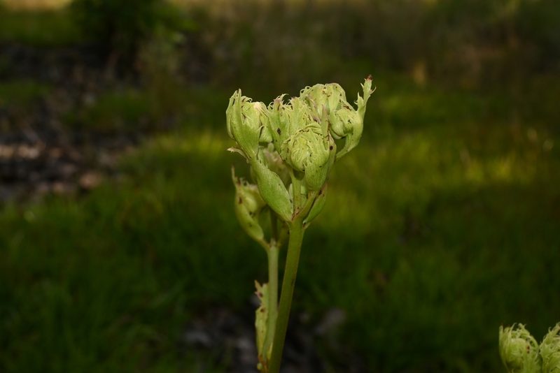 Psacalium platylepis, photographed by Dante S. Figueroa