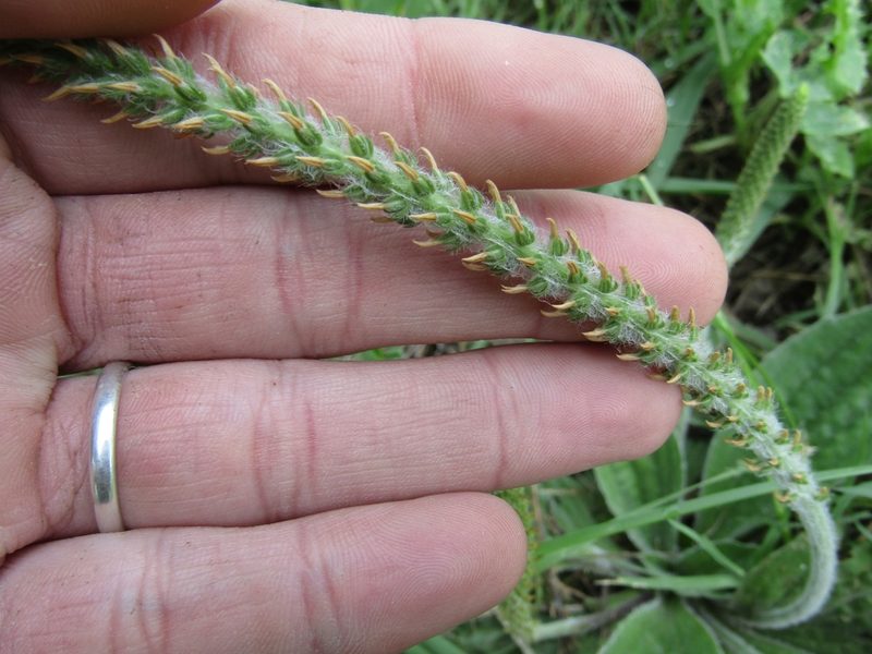Plantago tomentosa, photographed by Alan demian benadia