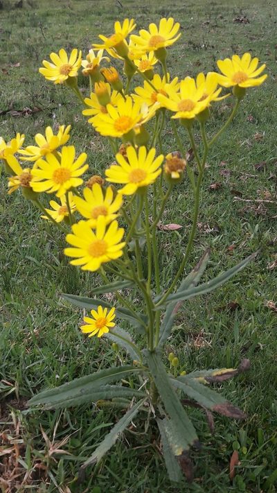 Senecio heterotrichius, photographed by Daniel Dias