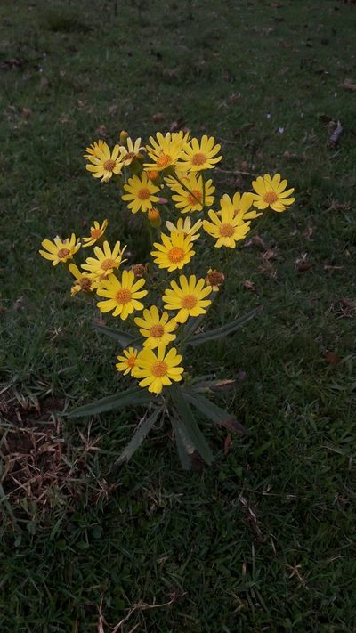 Senecio heterotrichius, photographed by Daniel Dias