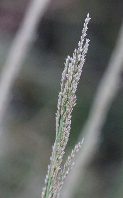 Sporobolus fertilis, photographed by Agnes Trekker